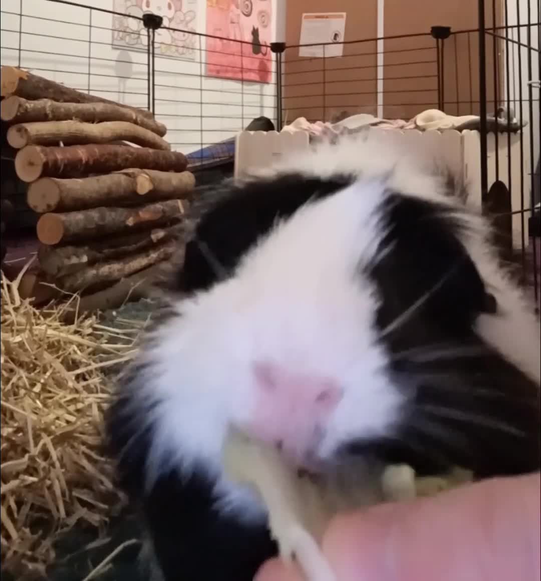 Guinea Pig rodents for sale: 2 lovely male guinea pigs 🐹 (with equipment)  - Video 1