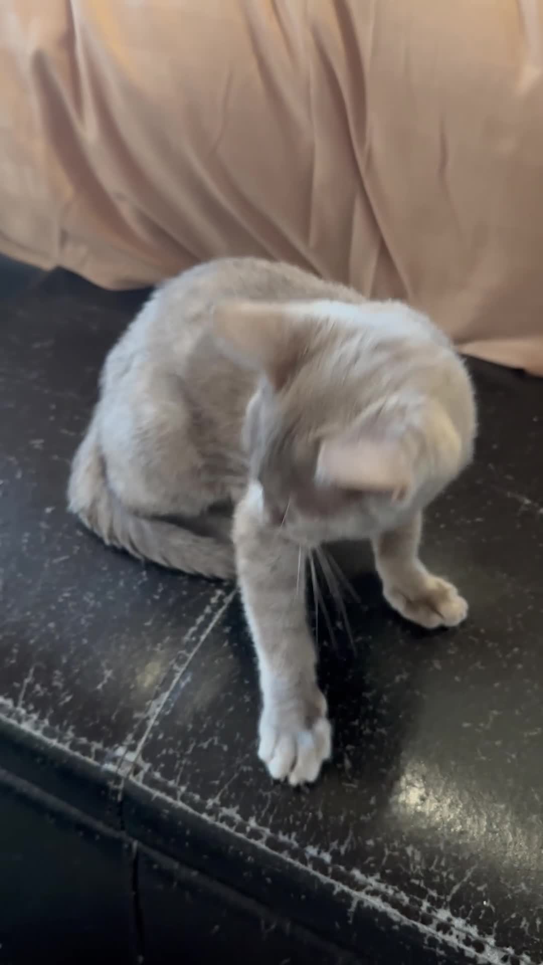 Bengal cats for sale: Champion GCCF Registered Silver Blue Bengal Kitten - Video 1