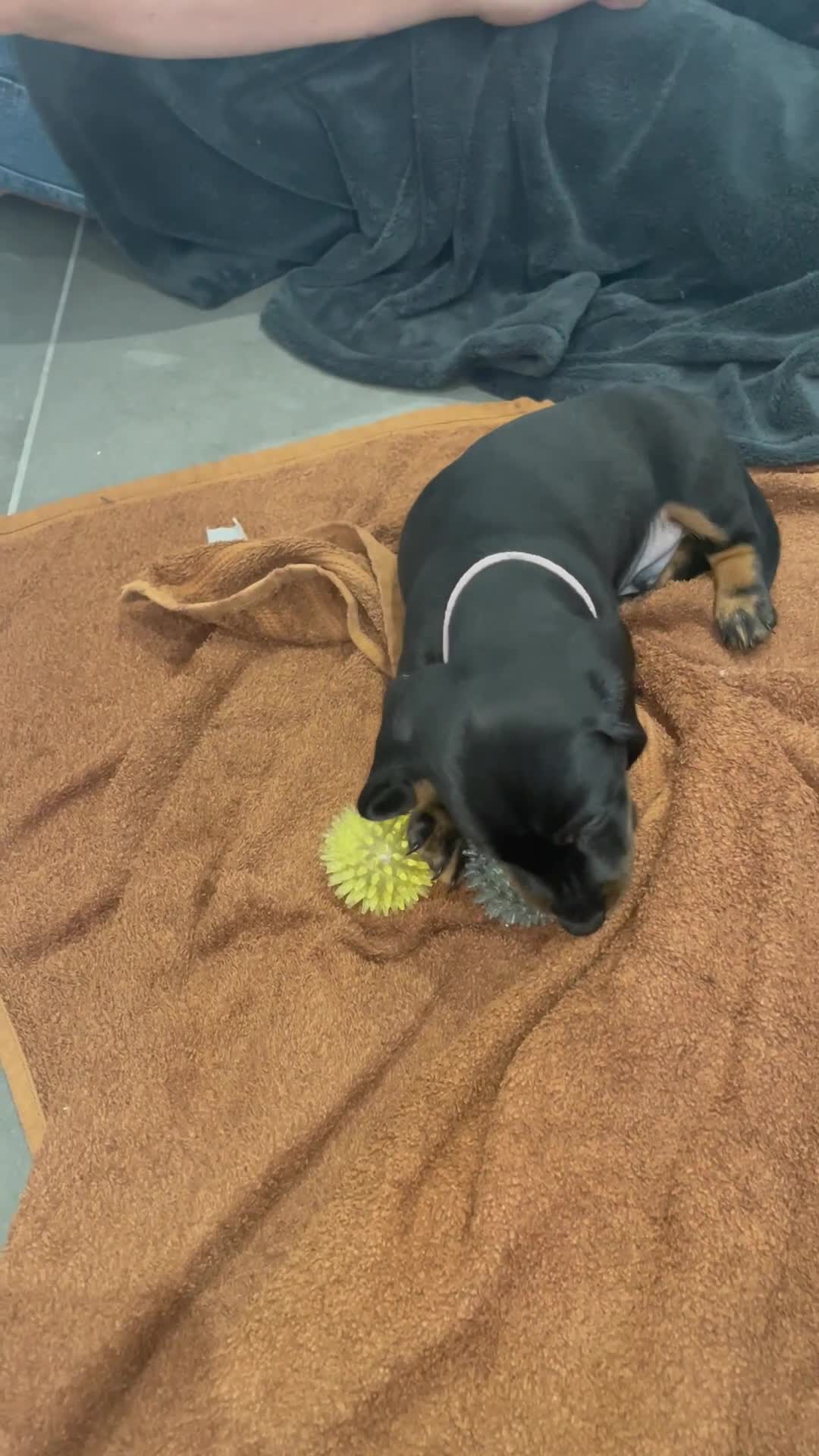 Miniature Dachshund dogs for sale: 1 beautiful boy remaining - Video 1