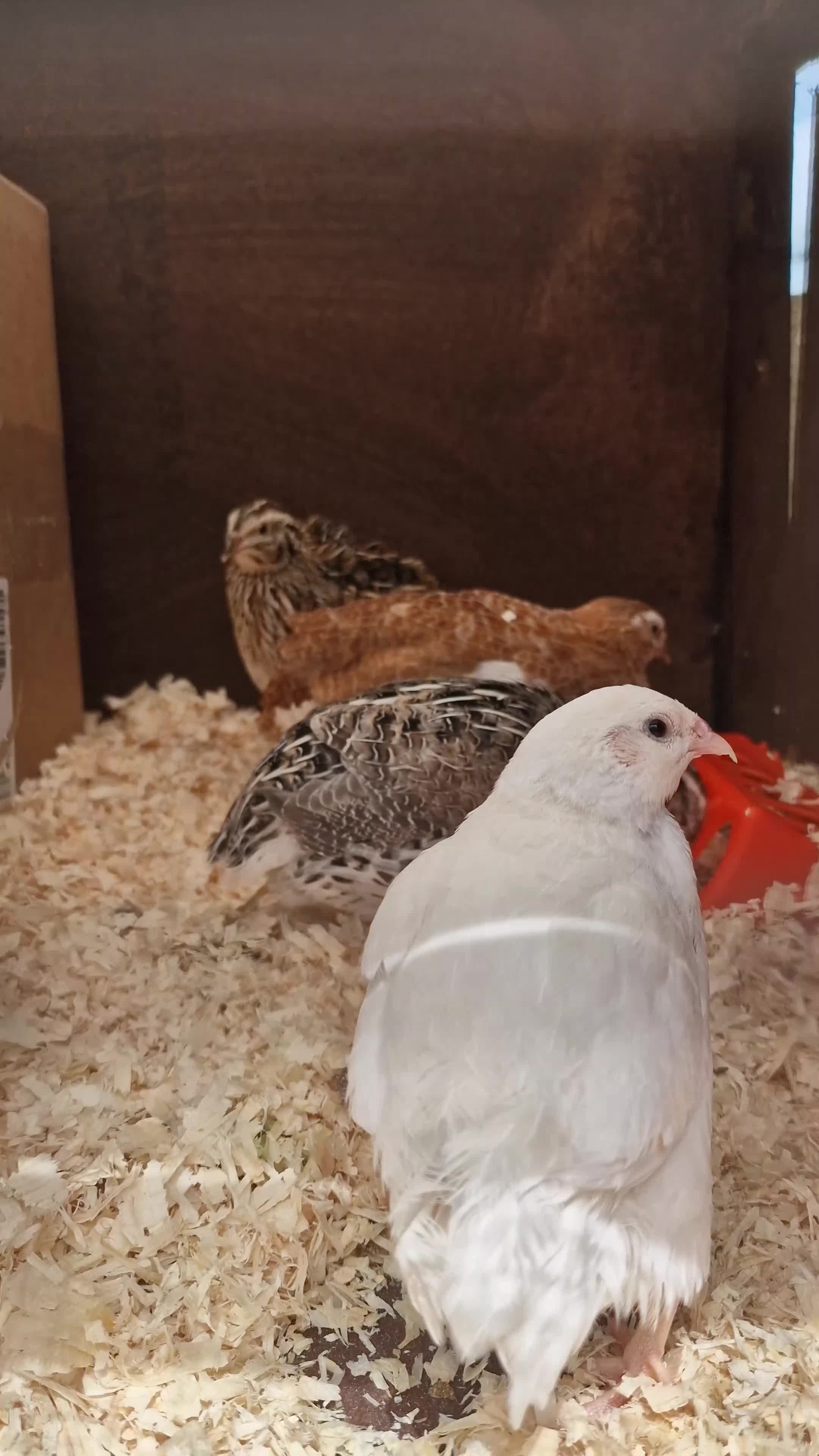 Quail poultry for sale: Coturnix Quail Fertile Hatching Eggs  - Video 1