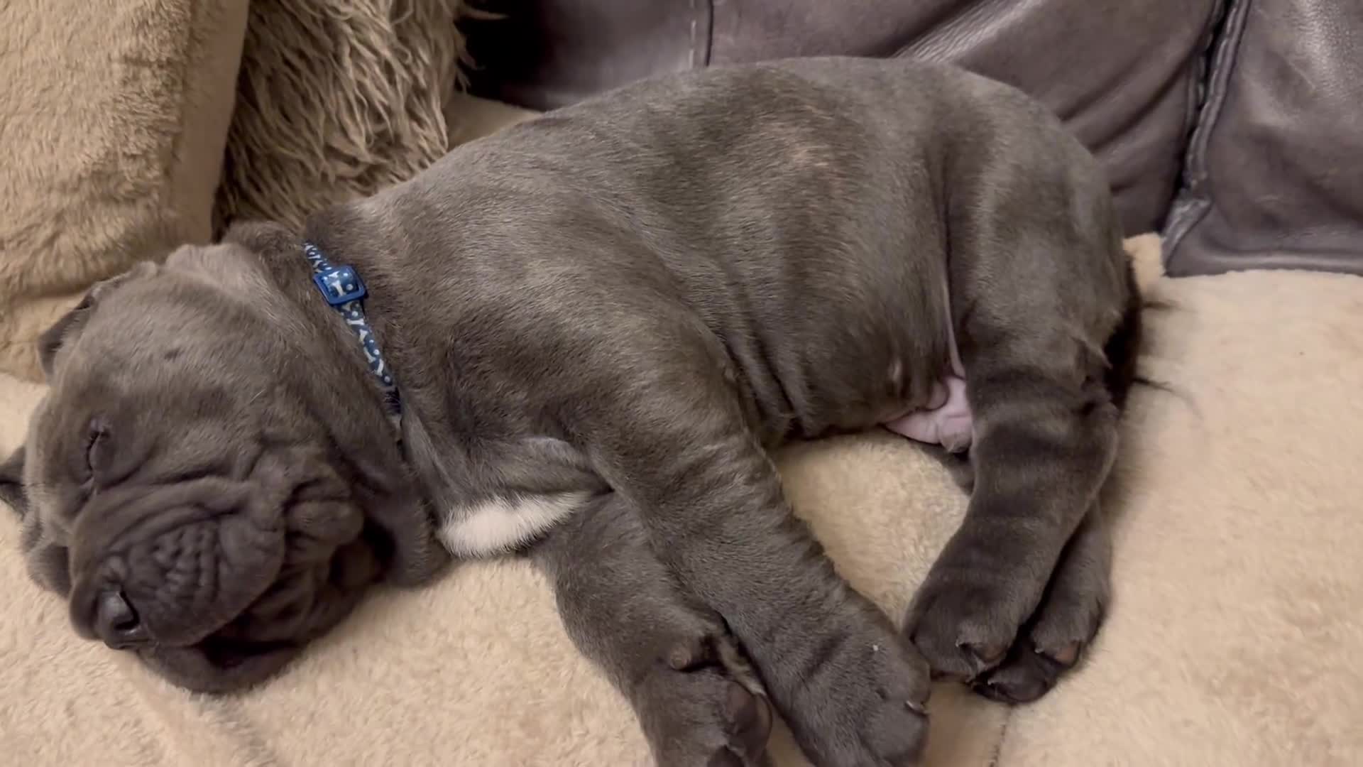 Neapolitan Mastiff dogs for sale: 2 puppies Neapolitan mastiff  - Video 4