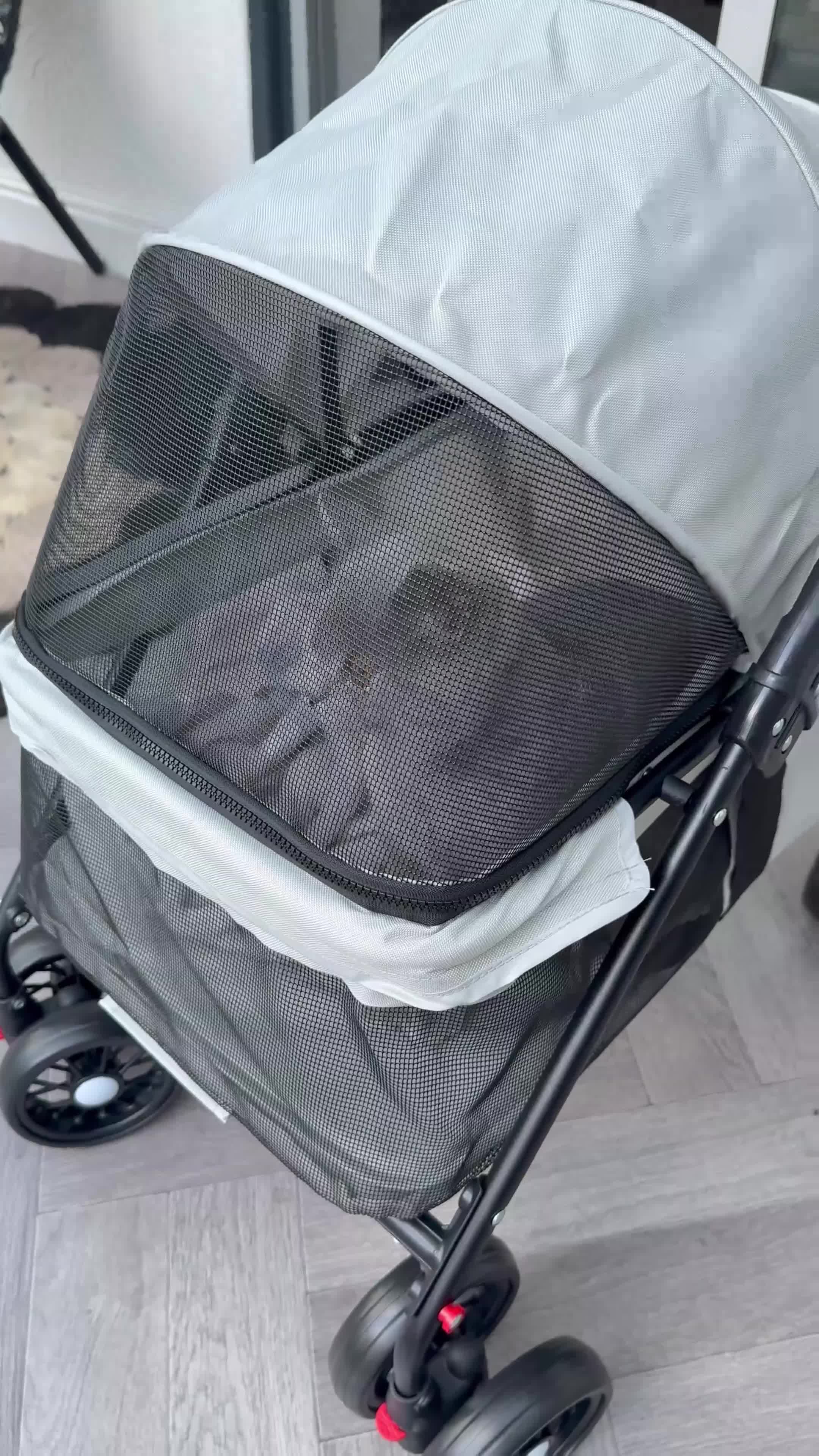 British Shorthair cats for sale: British boy shorthair with loving nature in Smethwick - Video 3