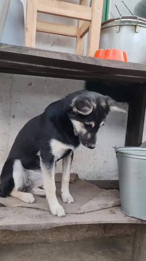 German Shepherd dogs for adoption: Luna – Left to Freeze, But Still Held On - Video 1