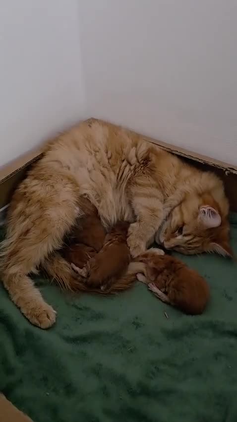 Maine Coon cats for sale: Maine Coon kitten for sale - Video 1