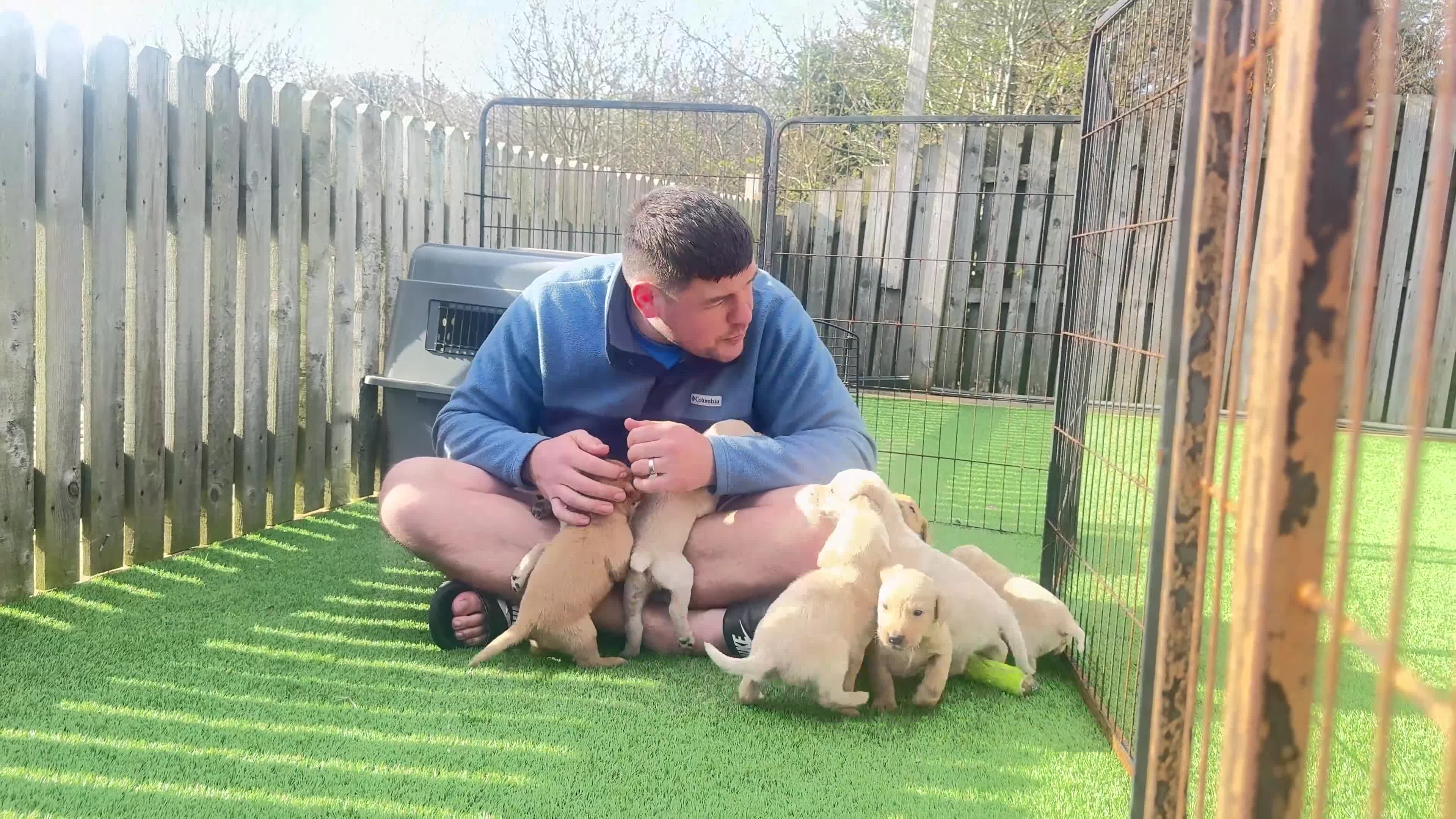 Labrador Retriever dogs for sale: Fox Red and Yellow Labrador Retrievers in Frizington - Video 2