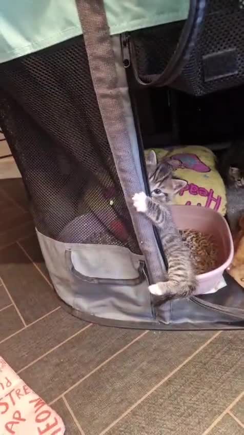 Mixed Breed cats for sale: 5 mixed breed kittens. Ragdoll/tabby - Video 1