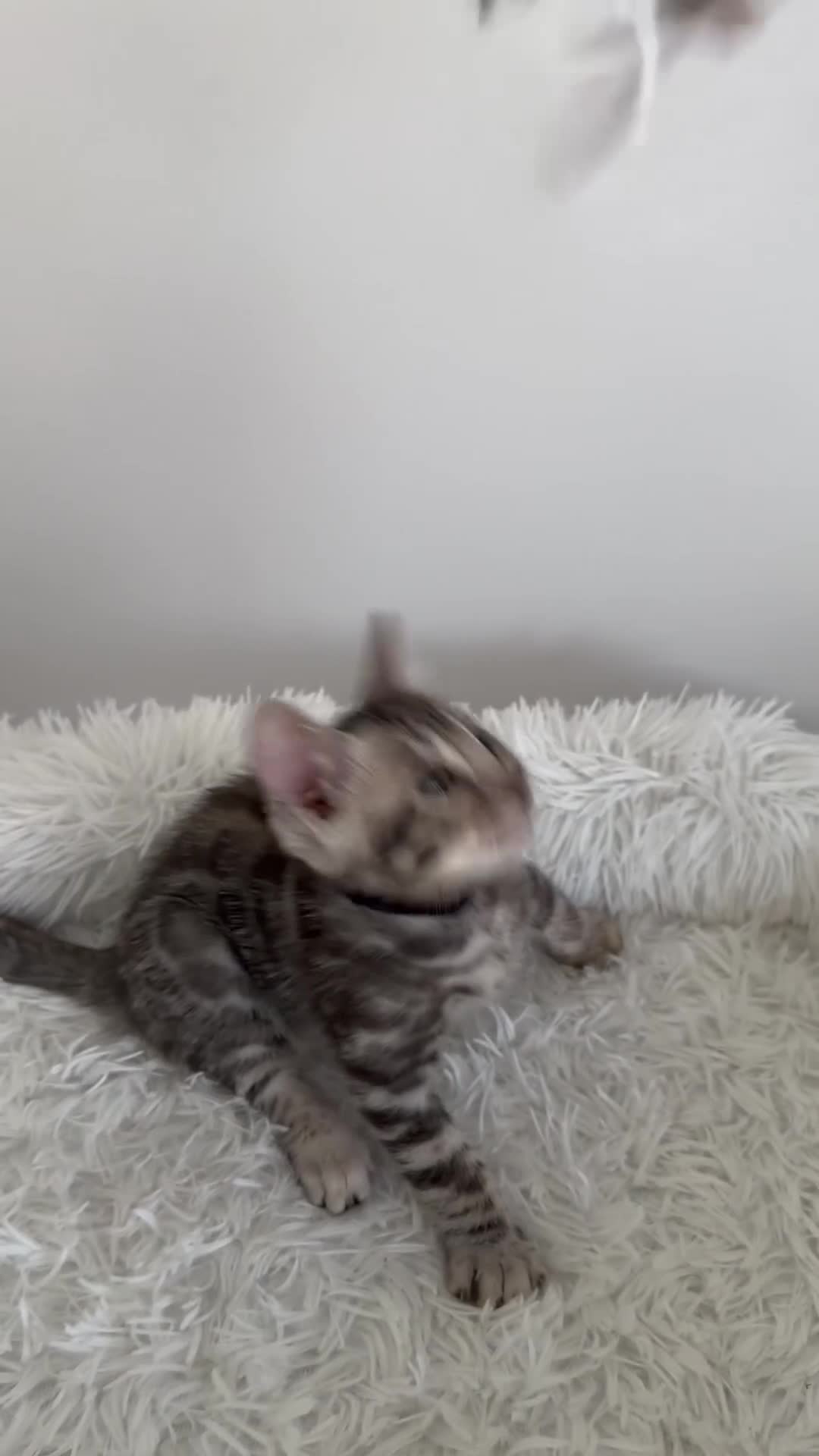 Bengal cats for sale: Exceptional Silver Bengal Kittens - Video 1