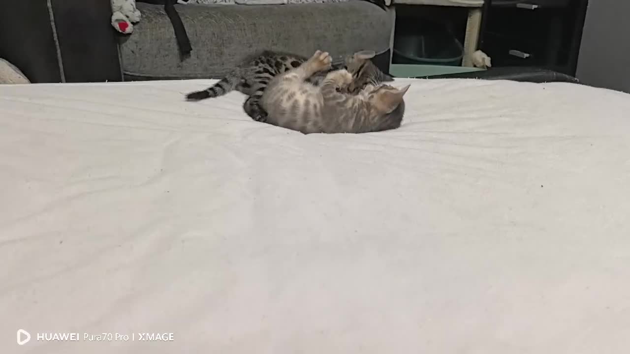 Bengal cats for sale: Silver Bengal kitten for sale  - Video 1