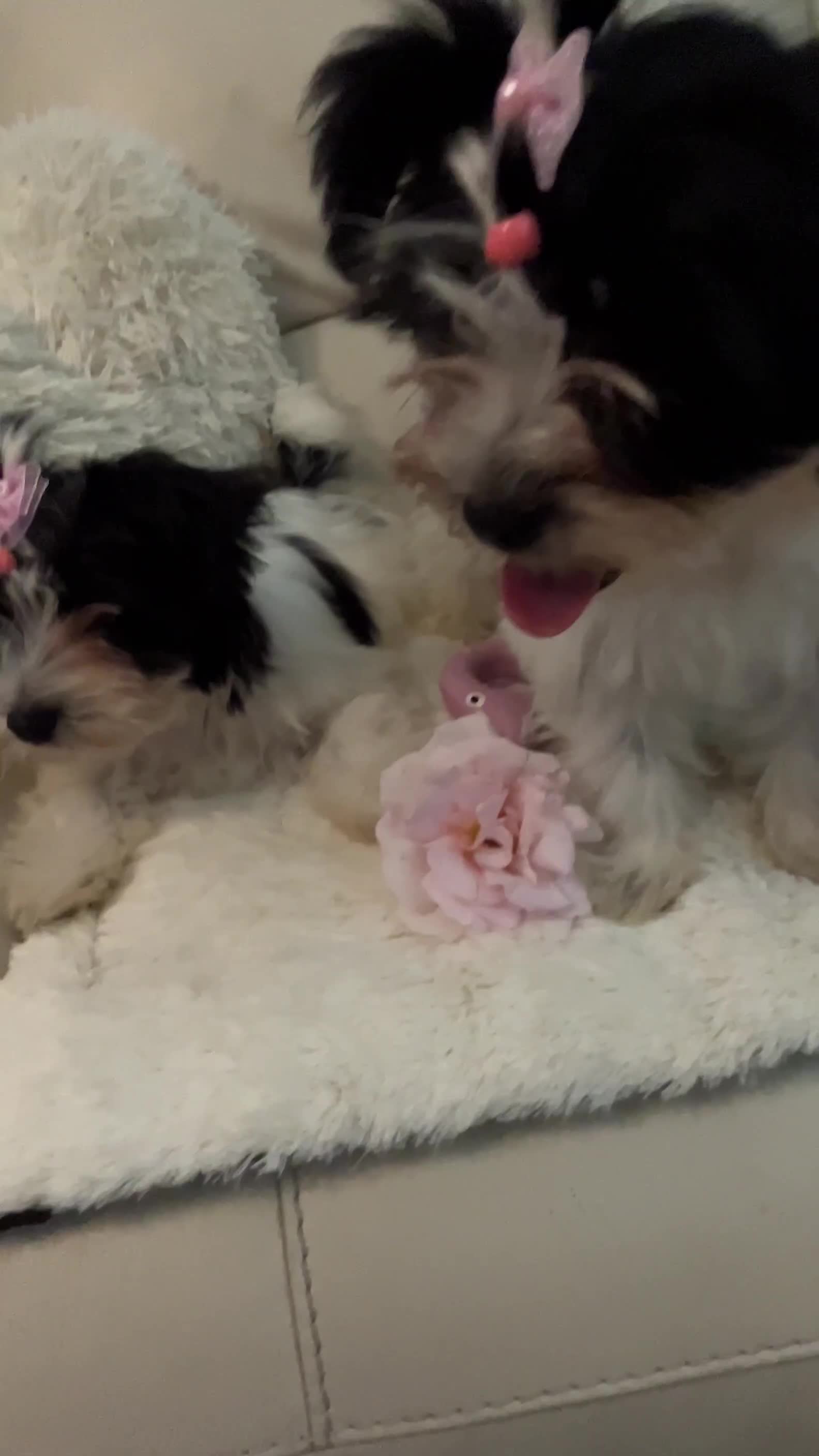 Biewer Terrier dogs for sale: 🩶🩷Biewer-Biro Champion heritage pups! 🐶❤️ - Video 3
