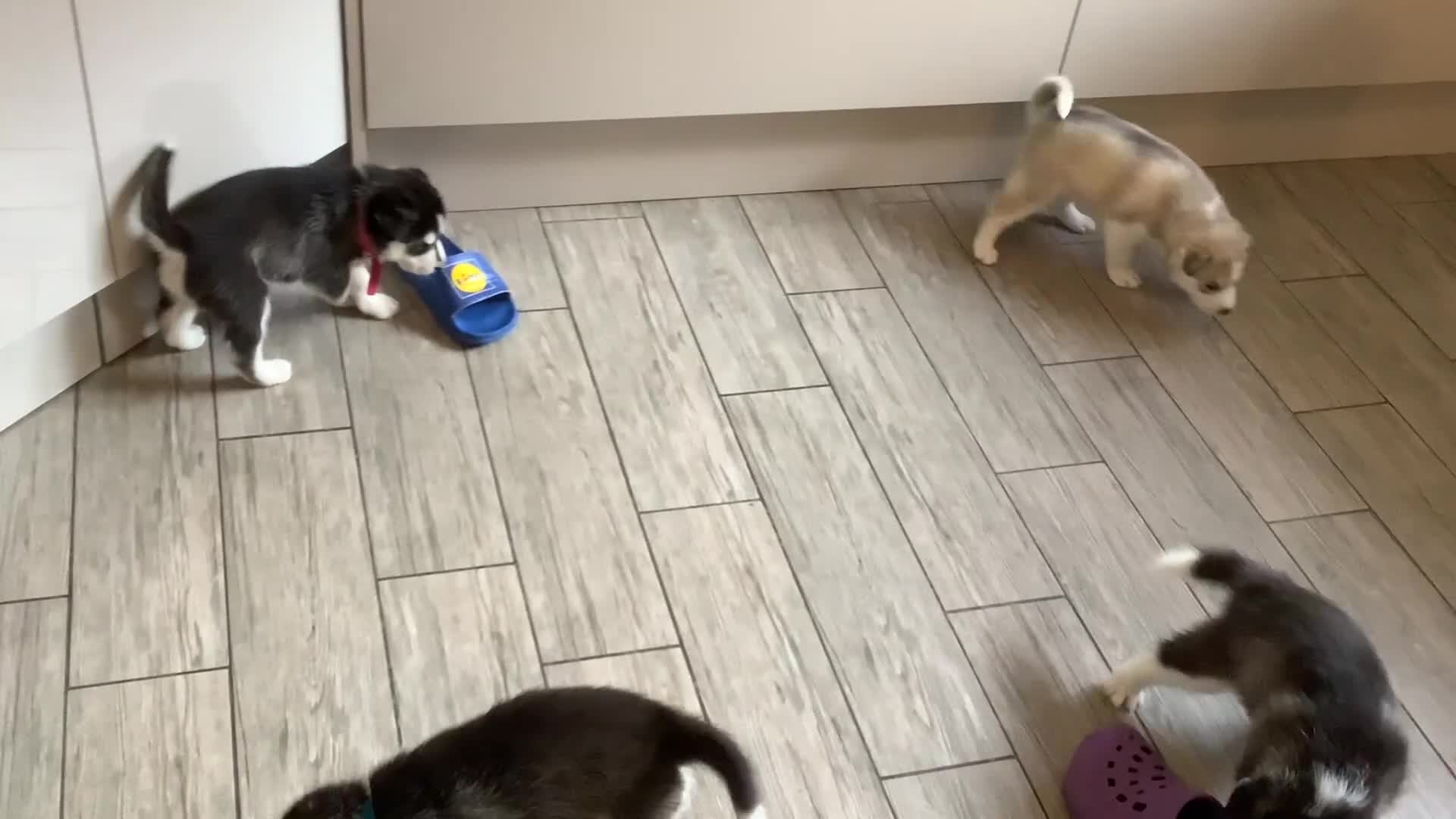 Siberian Husky dogs for sale: Gorgeous husky pups - Video 3