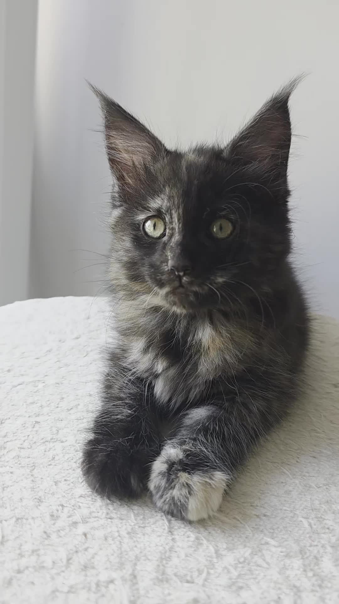 Maine Coon cats for sale: 2 TICA-Registered Maine Coon Kittens Available - Video 1