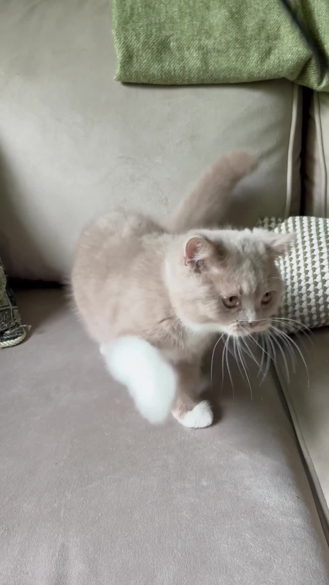 British Shorthair cats for sale: Ready now Tica reg fawn and white boy  - Video 1