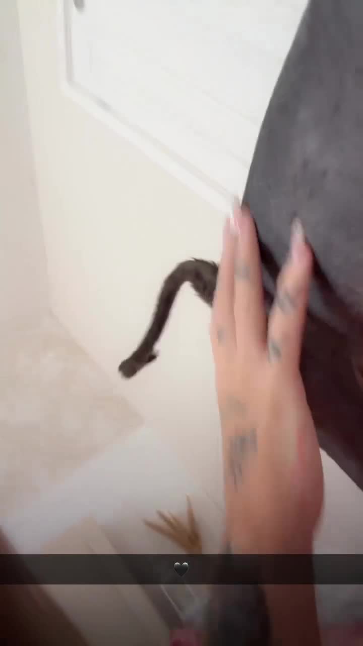 Sphynx cats for sale: 1 dwarf sphynx & 1 normal Sphynx females - Video 1