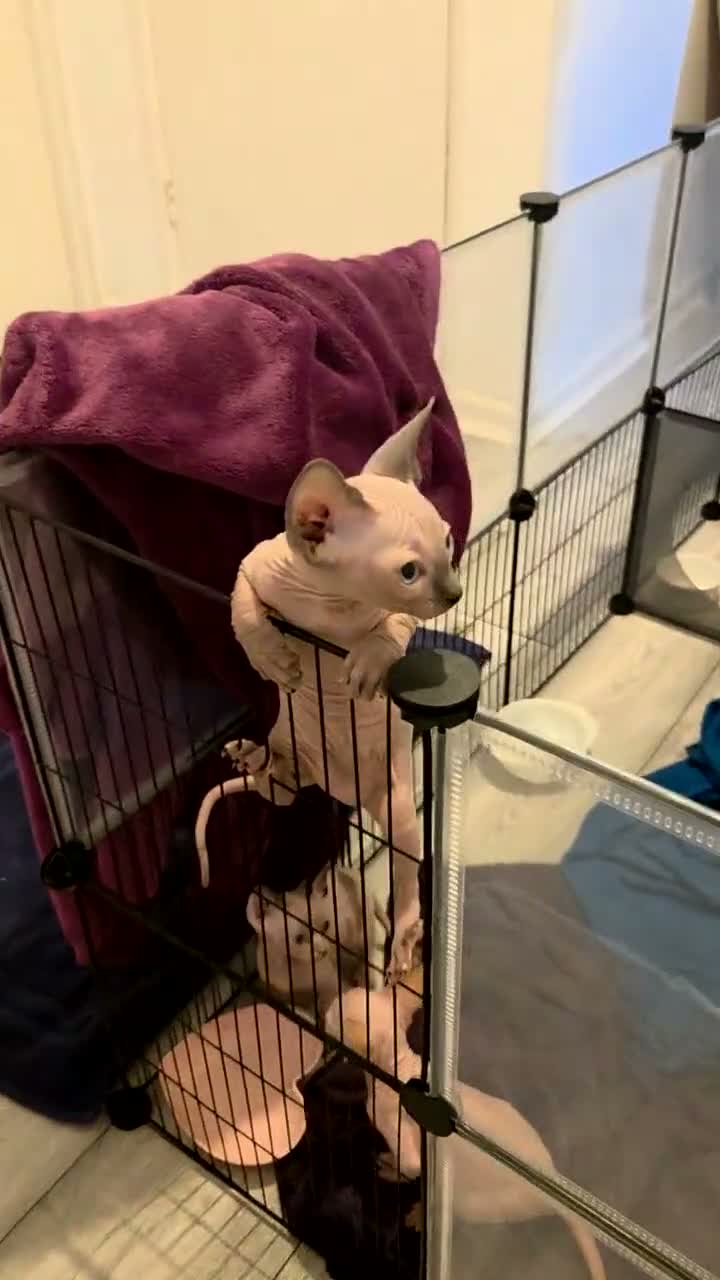 Sphynx cats for sale: 3 x sphynx kittens for sale - Video 4