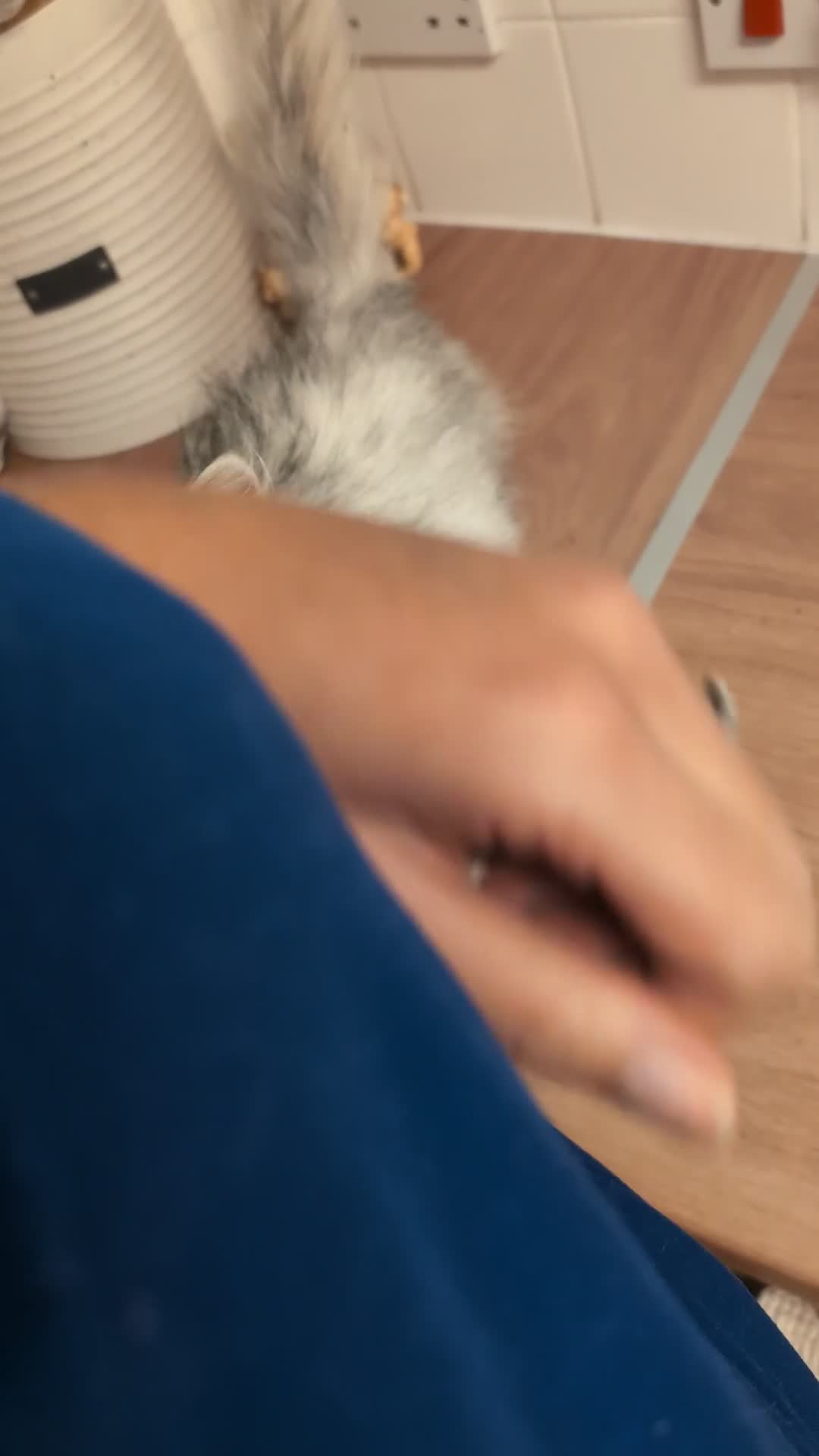 Persian cats for sale: Pure Persian Boy. Big Teddy Bear 🧸❤️ - Video 1