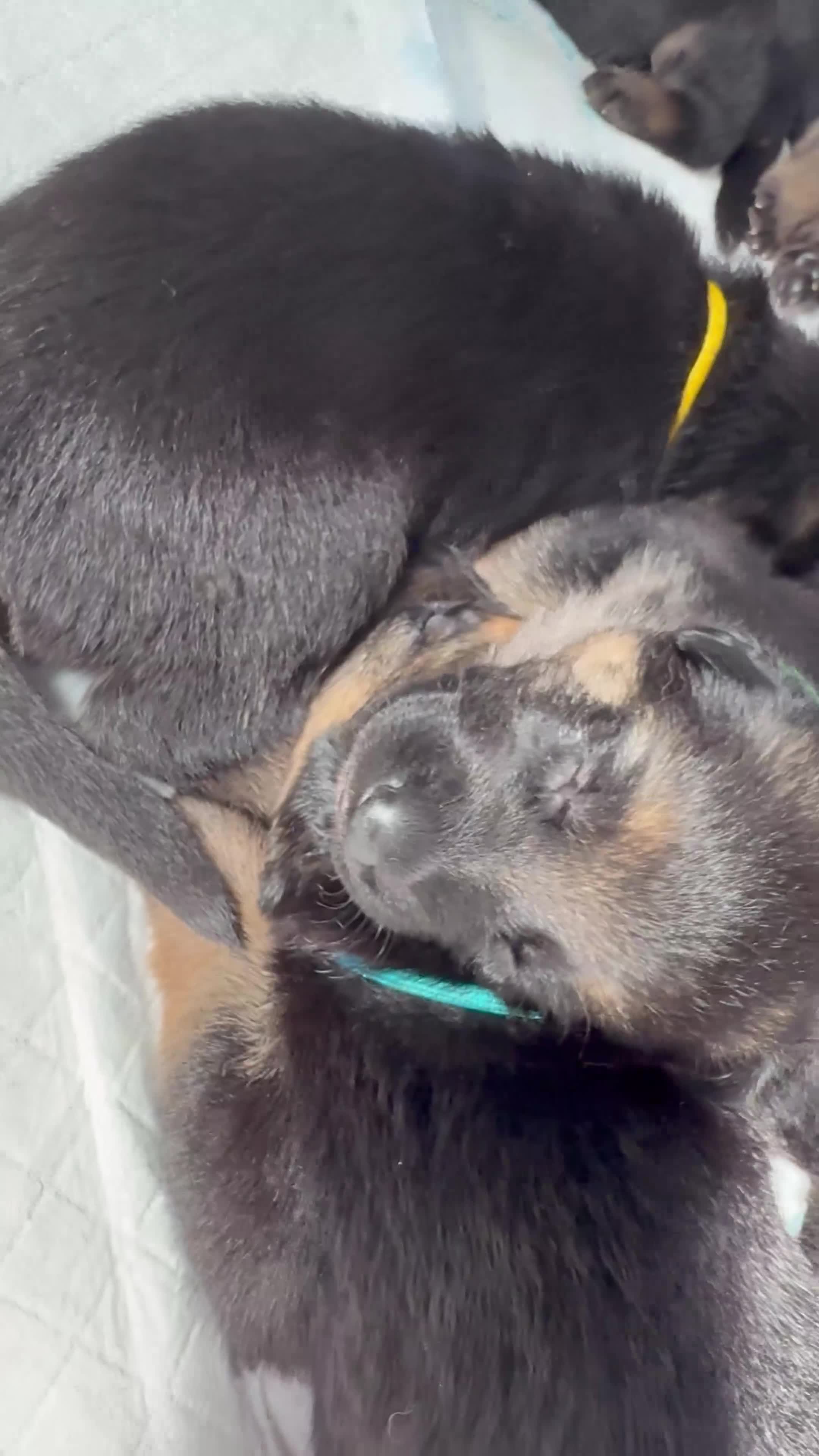 German Shepherd dogs for sale: German shepherds  in Middlesbrough - Video 2