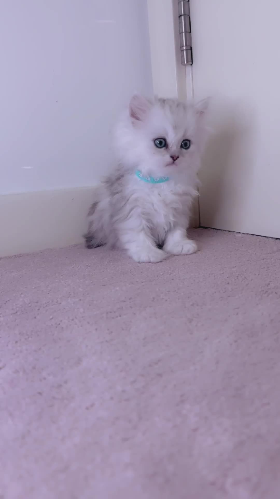 Persian cats for sale: Lucky Baby Boy💙 - Video 1