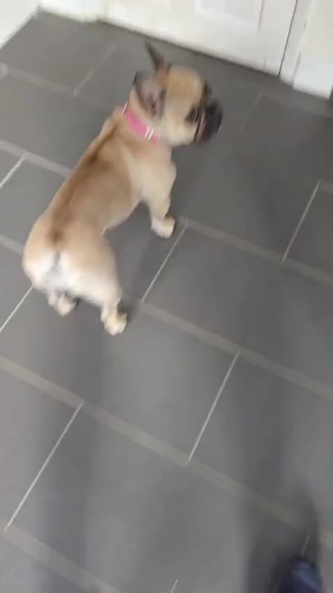 French Bulldog dogs for adoption: 💖🐶 LOLA 🐶💖 - Video 1