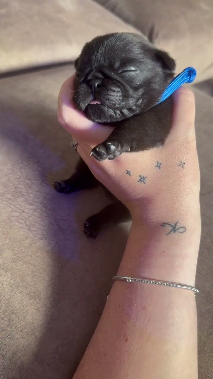 Pug dogs for sale: 🐾 **PUG PUPPIES – INTEREST NOW BEING TAKEN 🐾** - Video 1
