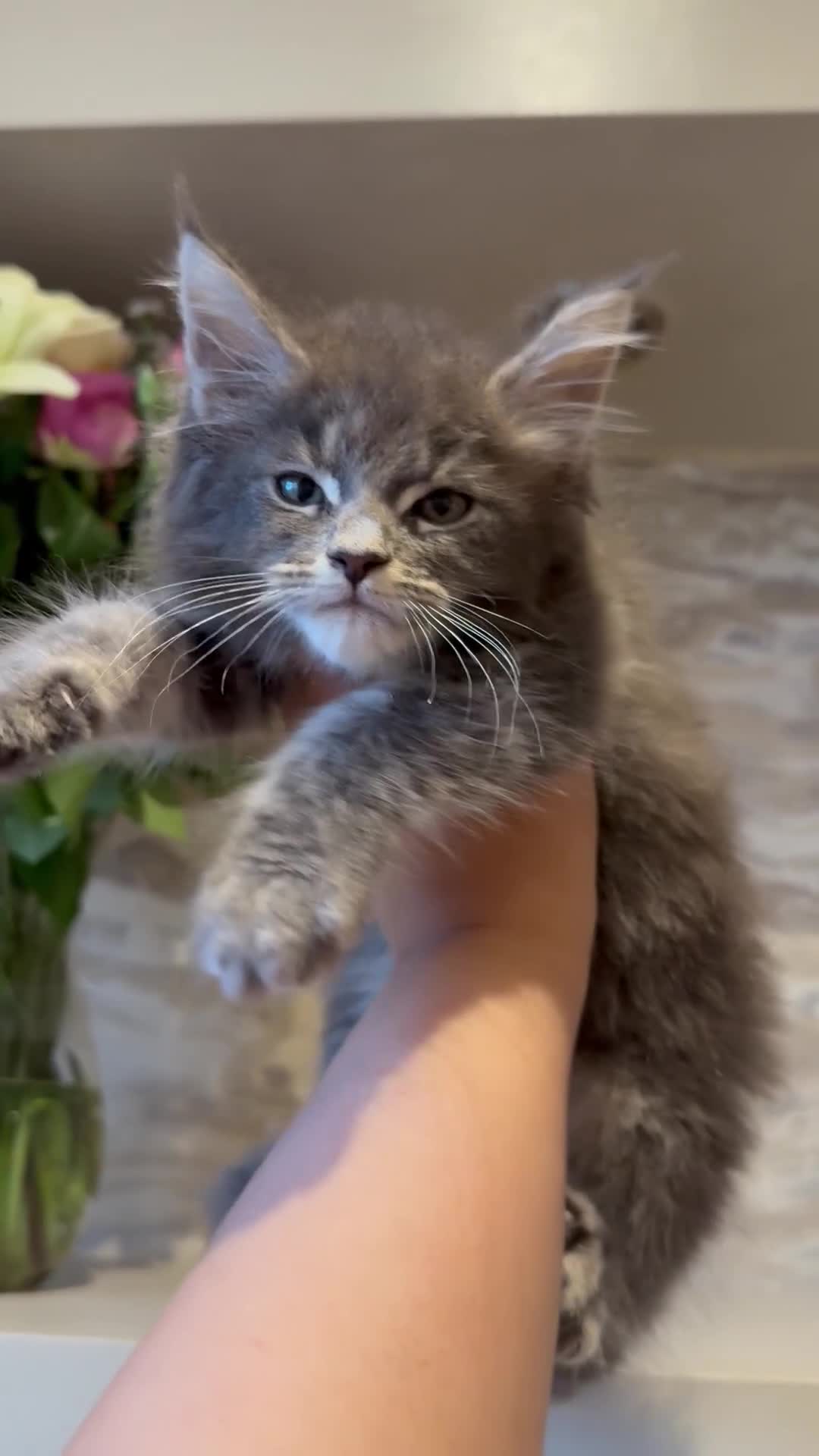 Maine Coon cats for sale: XL Russian Cubs 🇷🇺❤️ - Video 3