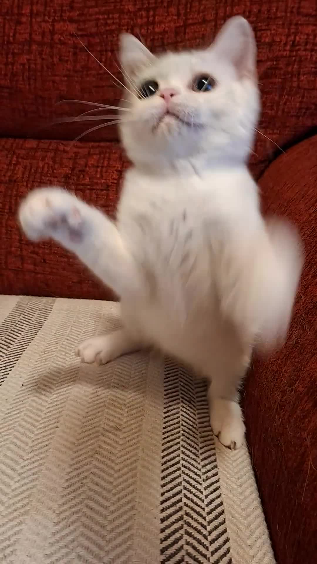 British Shorthair cats for sale: Ready to leave! 🐱 - Video 1