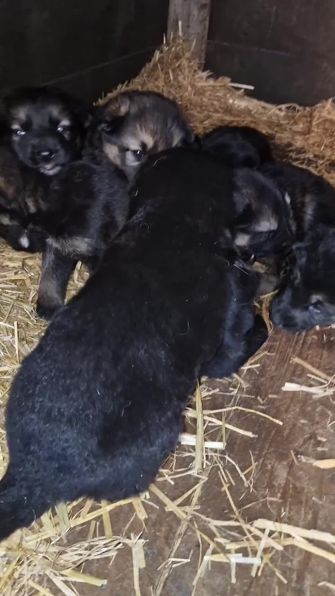 German Shepherd dogs for sale: German shepherd pups, HULL - Video 1