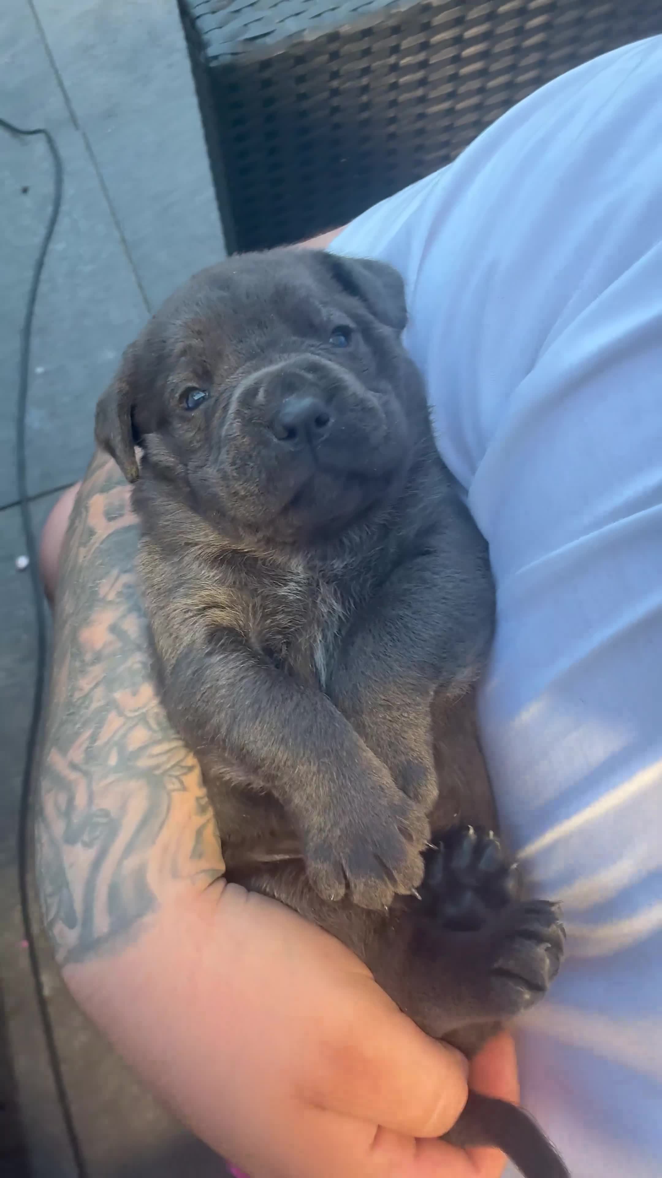 Cane Corso dogs for sale: Cane corso pups!  - Video 1
