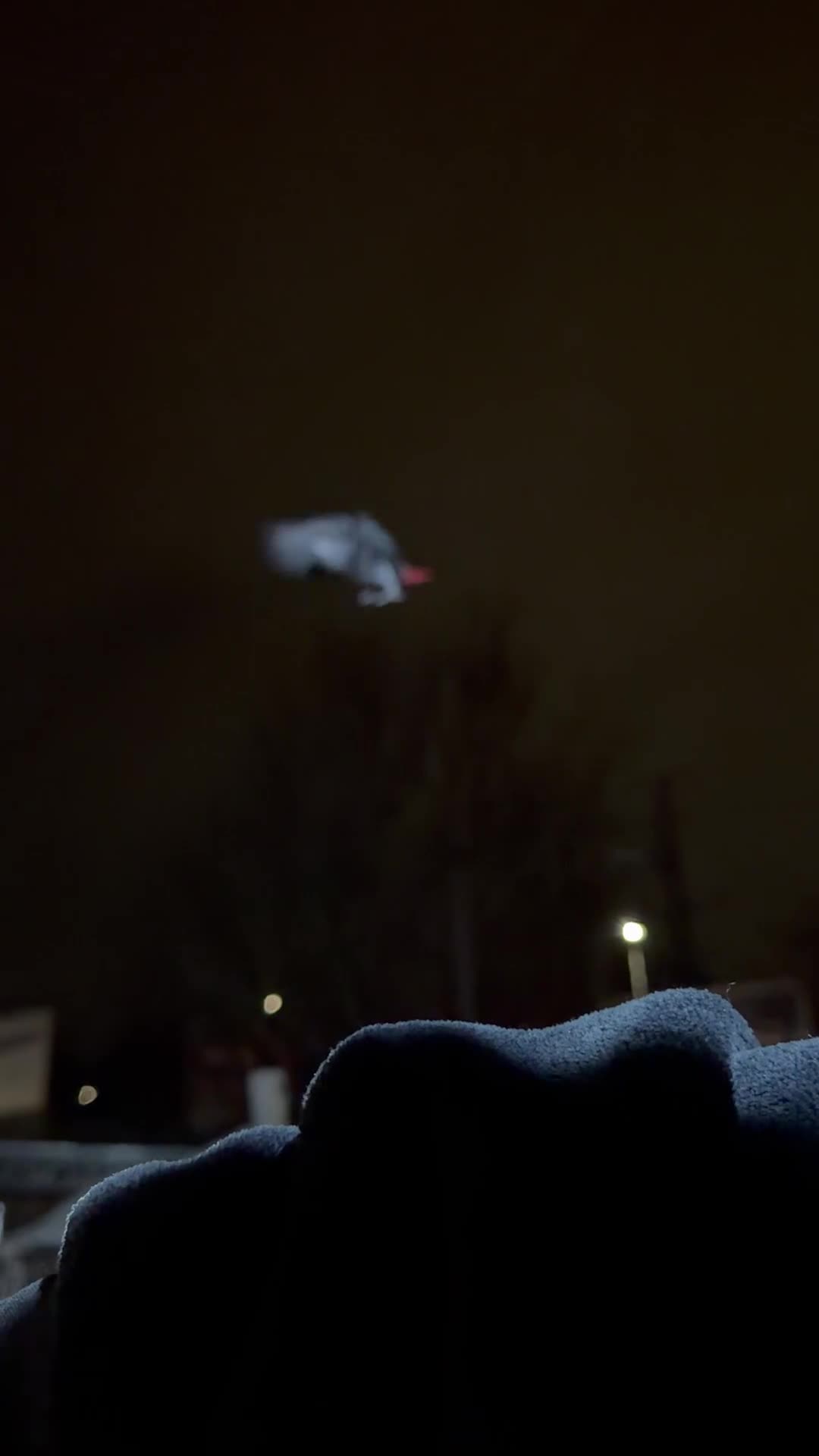 Parrots birds for sale: Friendly tame recall trained African grey  - Video 1