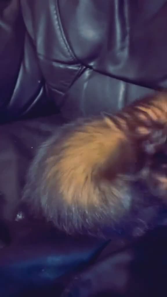 Ferret rodents for sale: 2 sisters Narla and Moon for rehoming.  - Video 1