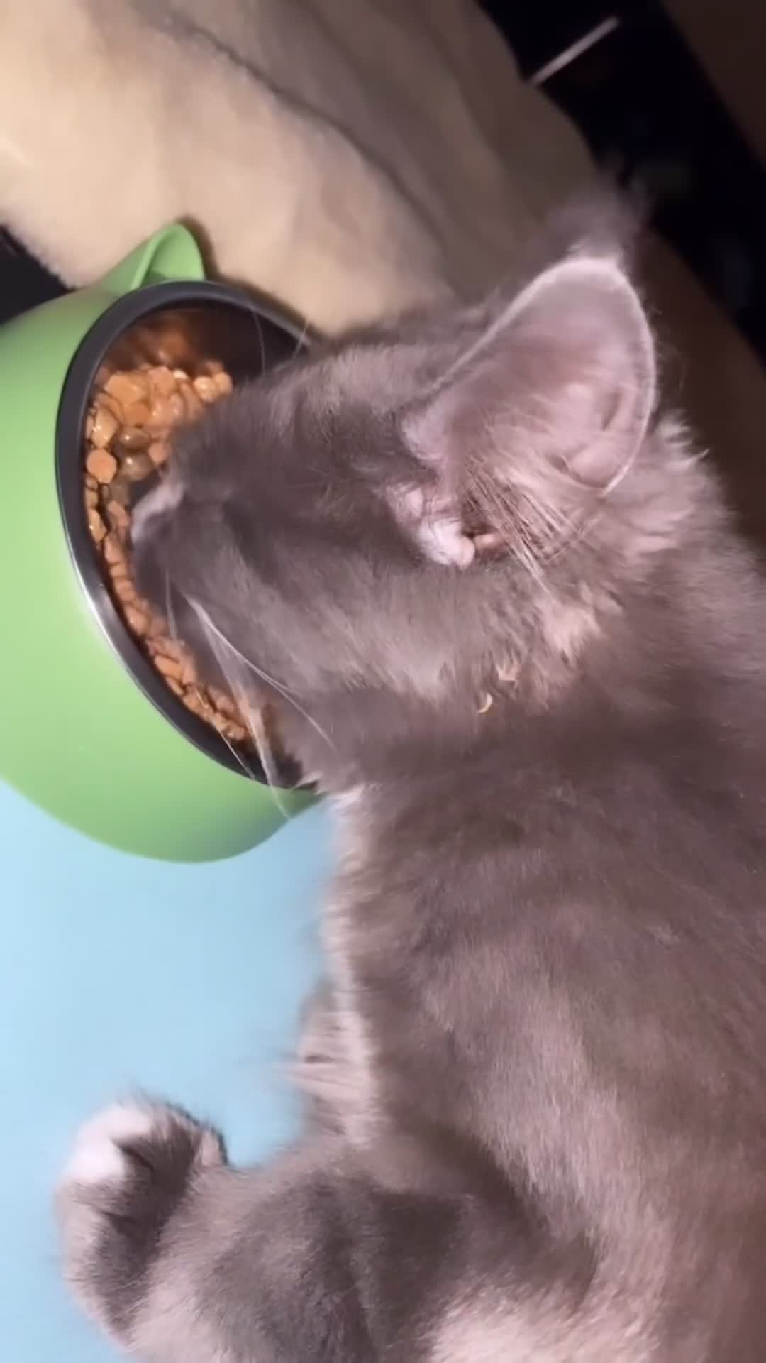 Maine Coon cats for sale: 🥇VERY. Rare pretty kitten for sale🎀. - Video 3