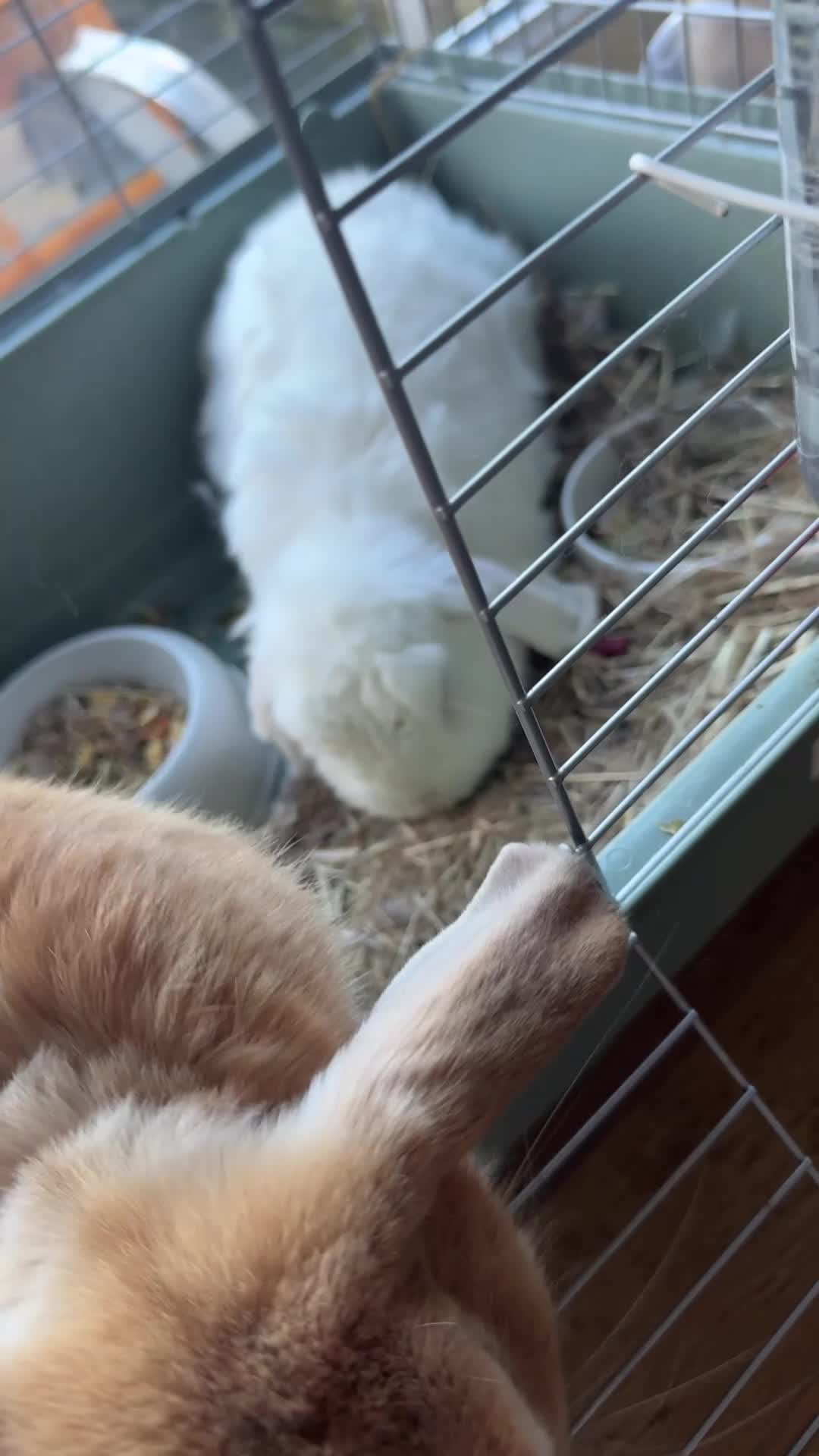 Mini Lop rabbits for sale: Male and female rabbit up for sale  - Video 1