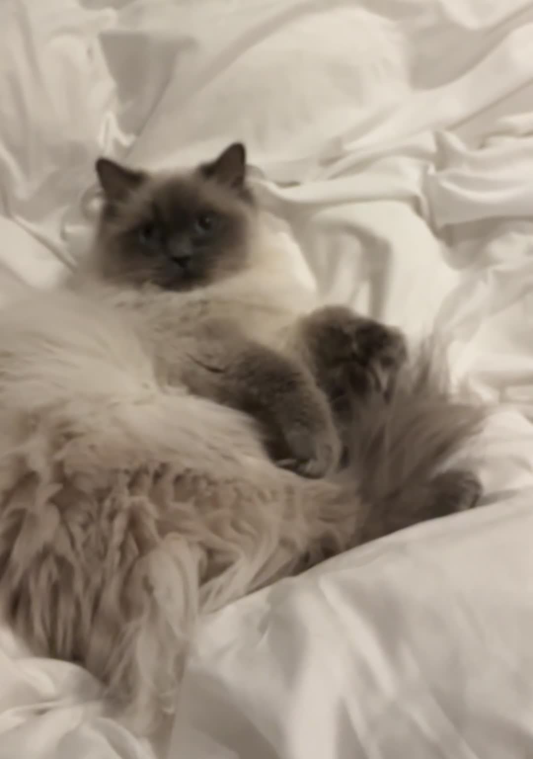 Ragdoll cats for sale: Ragdoll Girl Looking for Her Forever Home  - Video 2