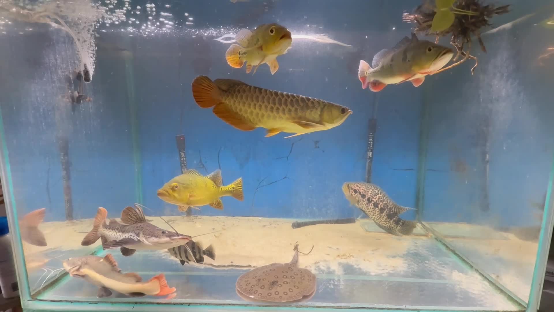 Other/Mixed Breed fish for sale: Closing down in Basingstoke - Video 1