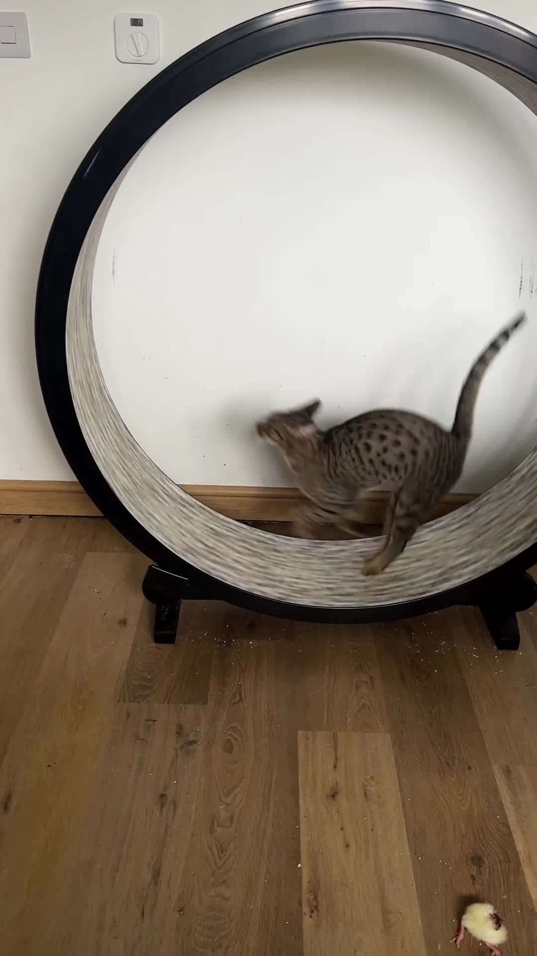 Ocicat cats for sale: Beautiful young neutered Tawny male Ocicat - Video 1