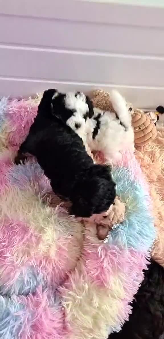 Poochon dogs for sale: Beautiful  poochons  - Video 1