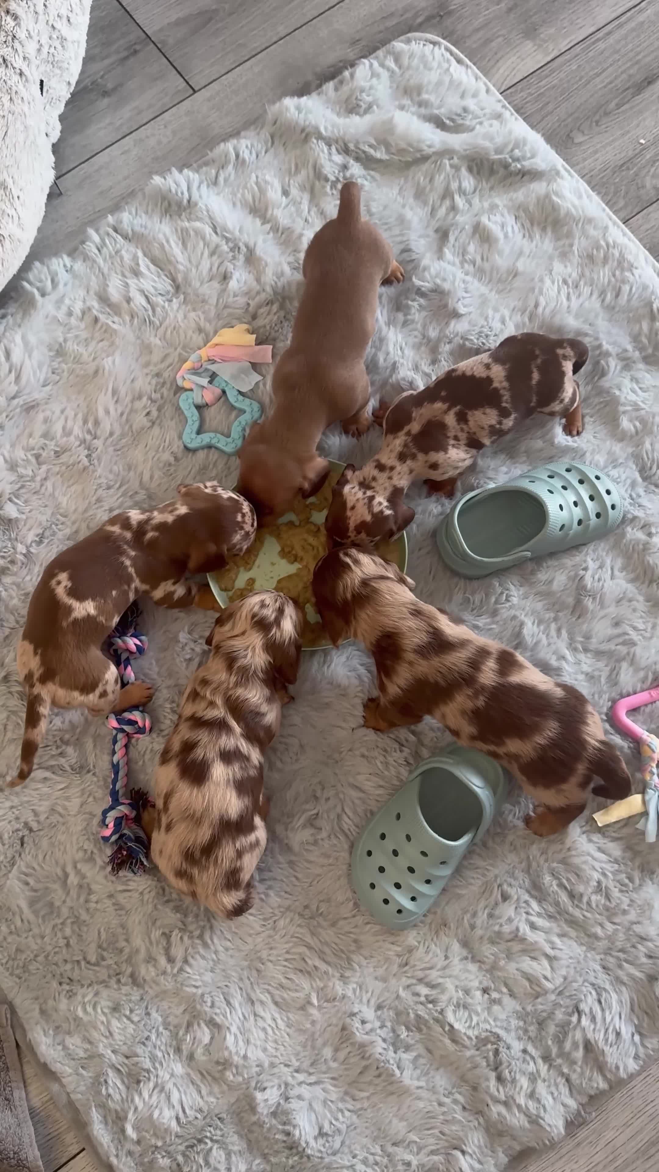 Miniature Dachshund dogs for sale: Miniature dachshund puppies 2 long hair 3 smooth  - Video 1