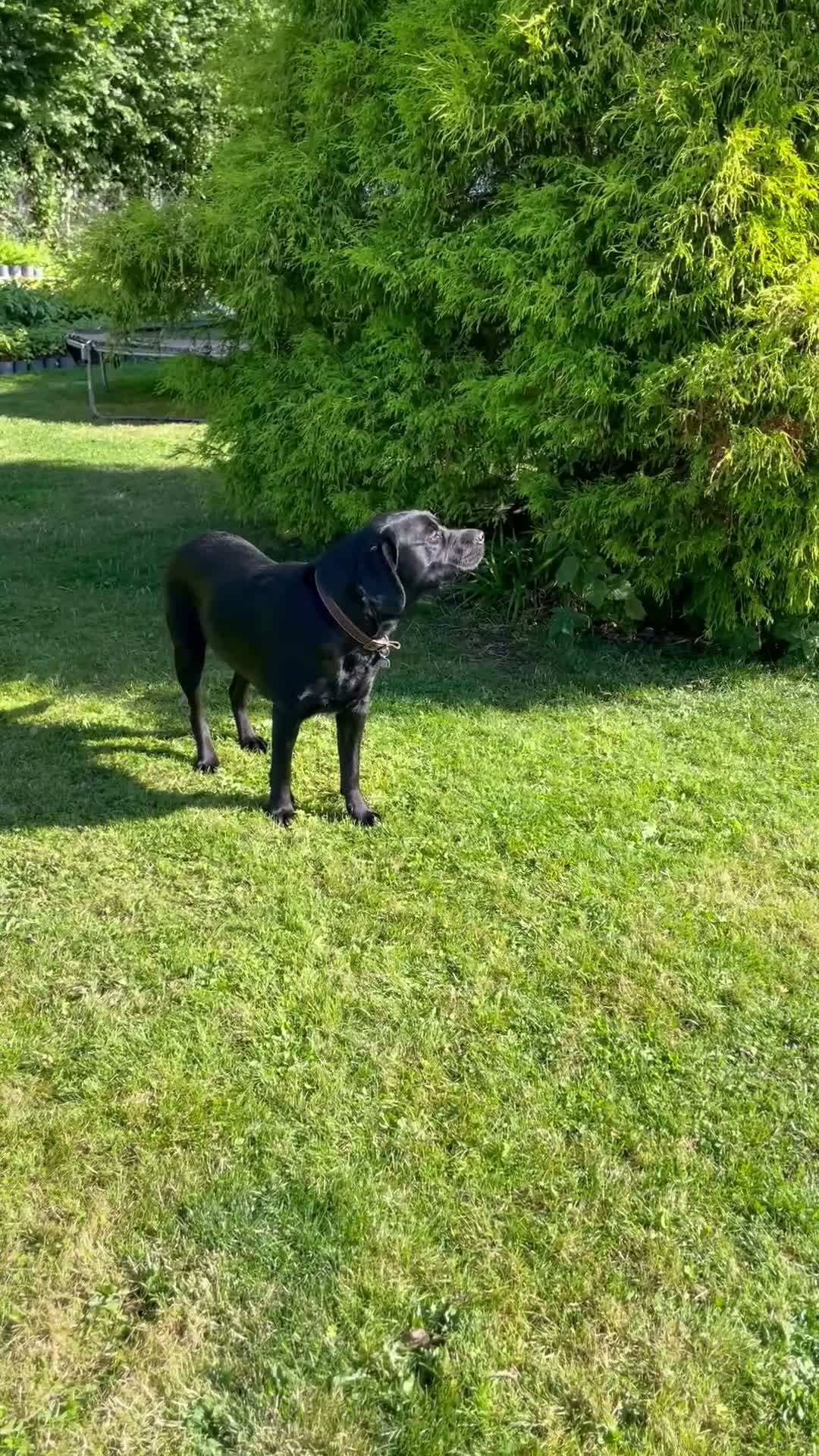 Labrador Retriever dogs for sale: Beautiful Black Labrador Puppies  in Lampeter - Video 1