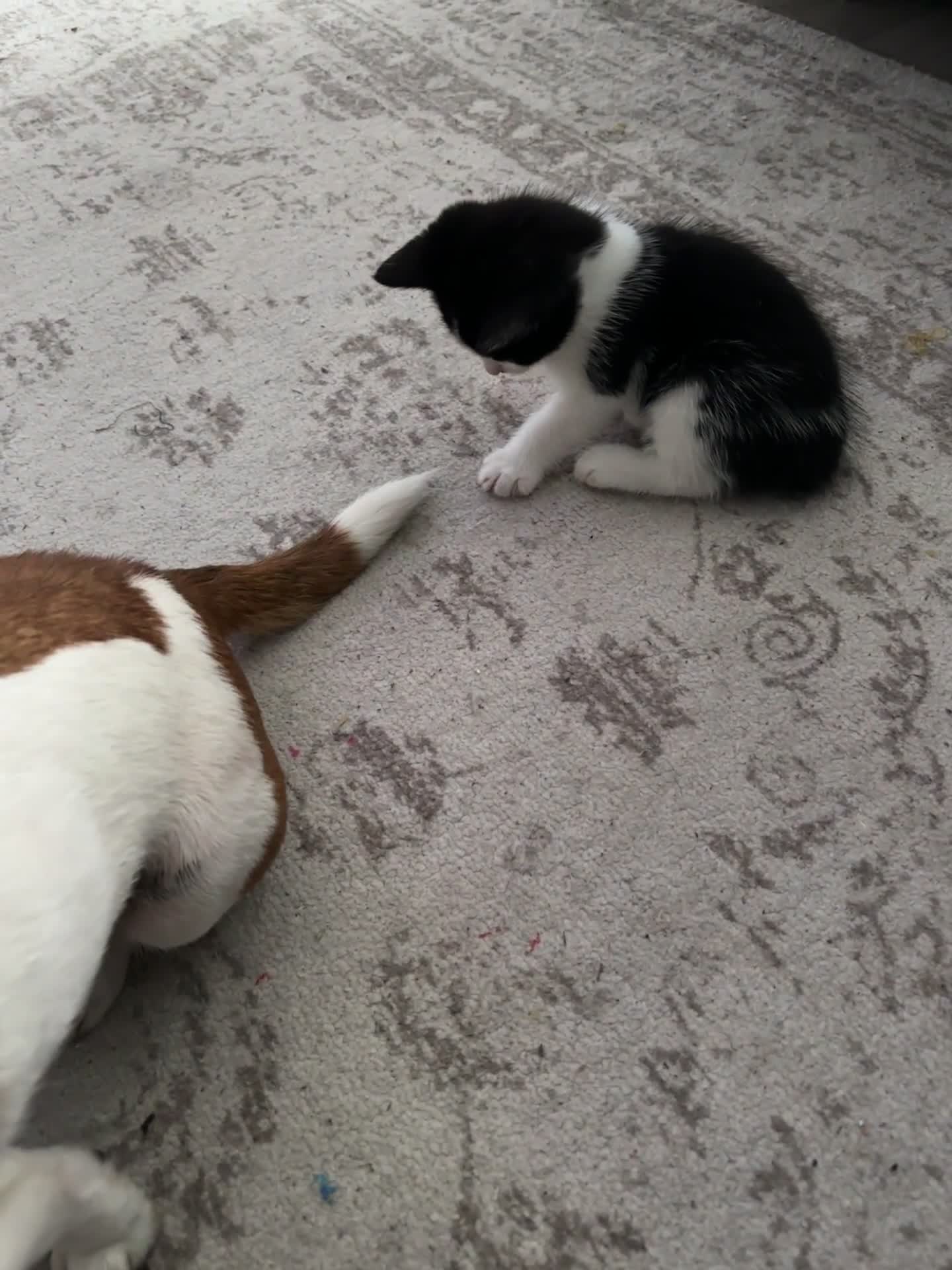 Mixed Breed cats for sale: 3 kittens needing forever homes - Video 1