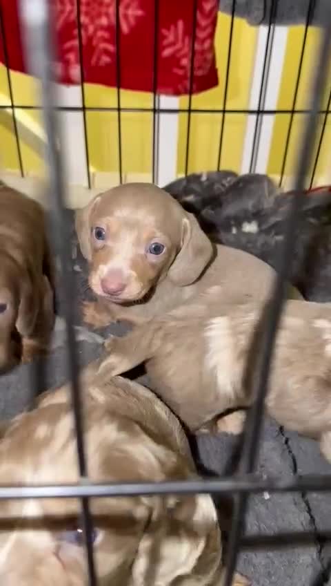 Miniature Dachshund dogs for sale: 💎RARE BREED/RARE BLOODLINE🩸 DACHSHUND PUPS 🐾 💕 - Video 1