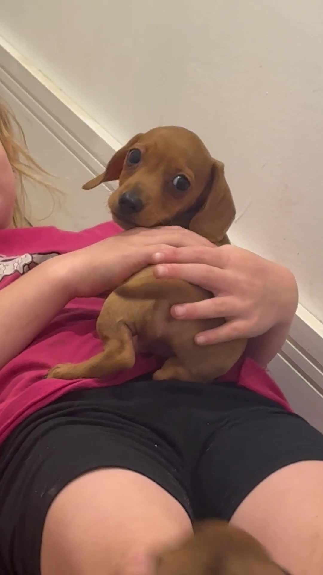 Miniature Dachshund dogs for sale: KC reg Miniature Dachshunds ready to go! in Tiverton - Video 2