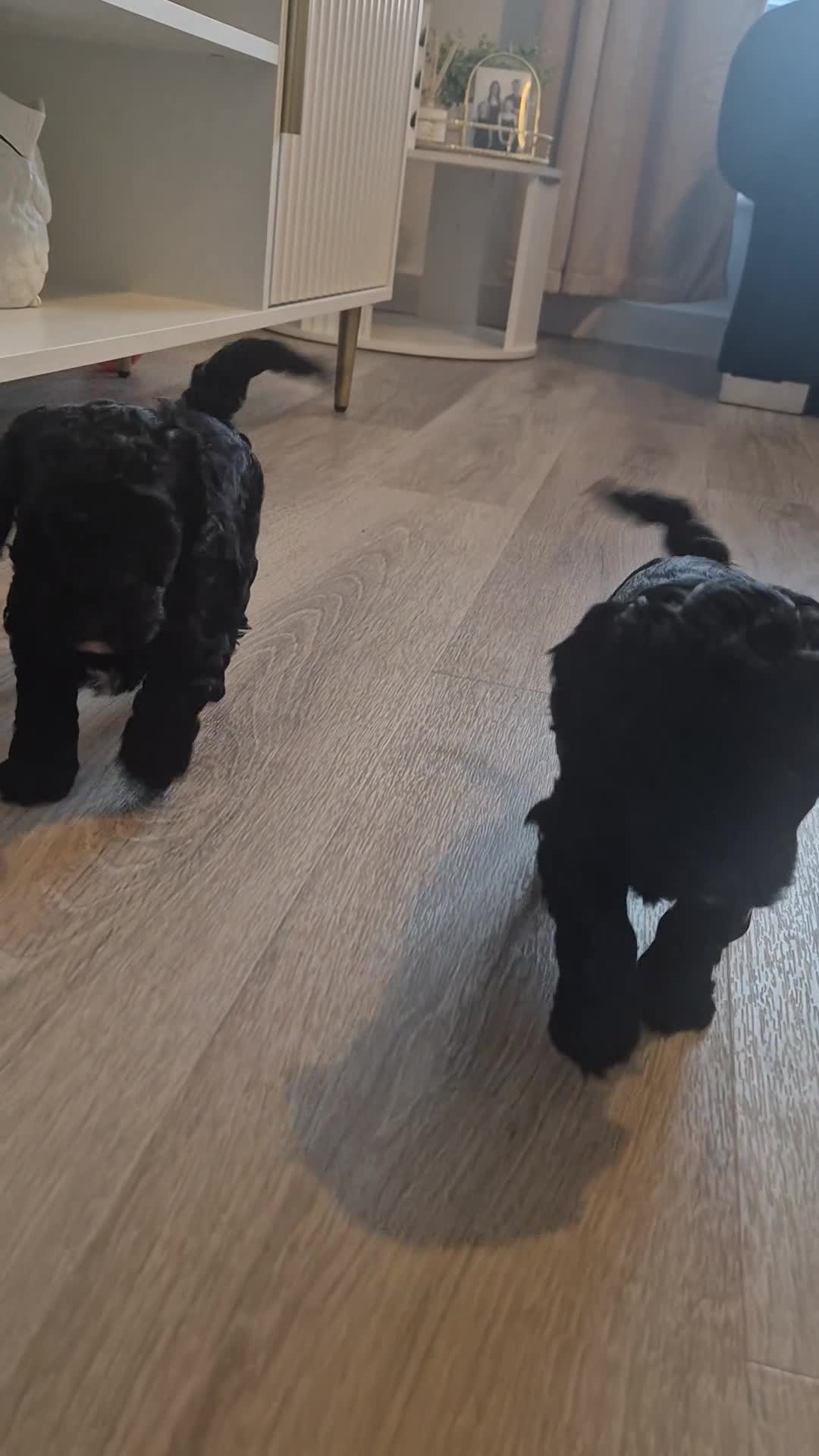 Cavapoo dogs for sale: F2 Cavapoo girl - Video 1