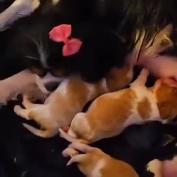 Cavalier King Charles Spaniel dogs for sale: Cavalier King Charles Spaniel Puppies Available - Video 2