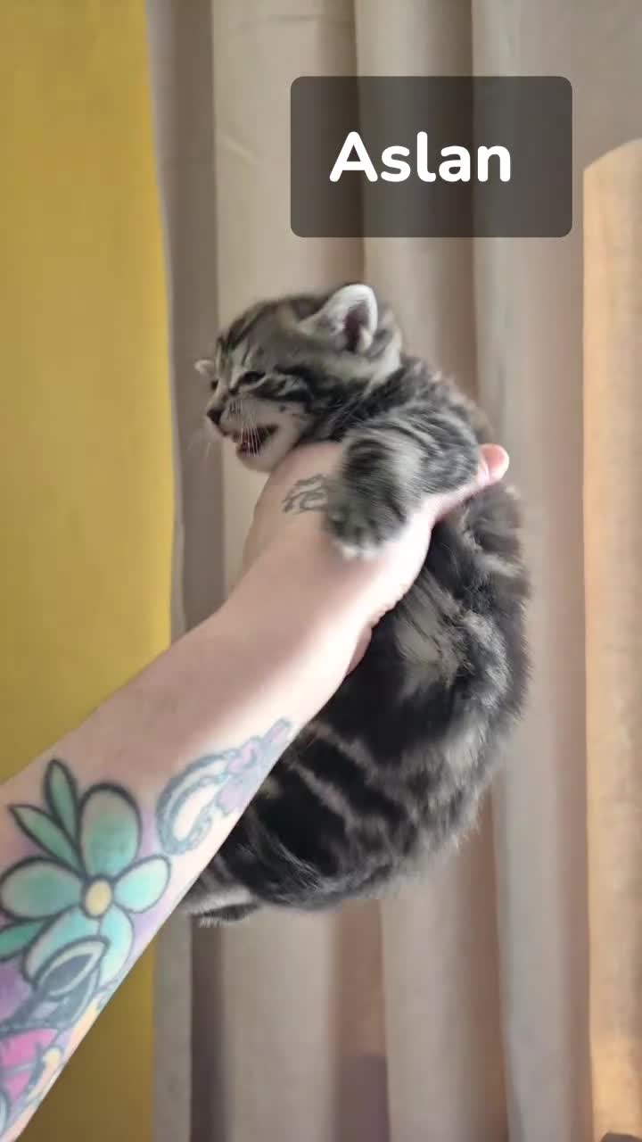 Mixed Breed cats for sale: Male kittens  - Video 3