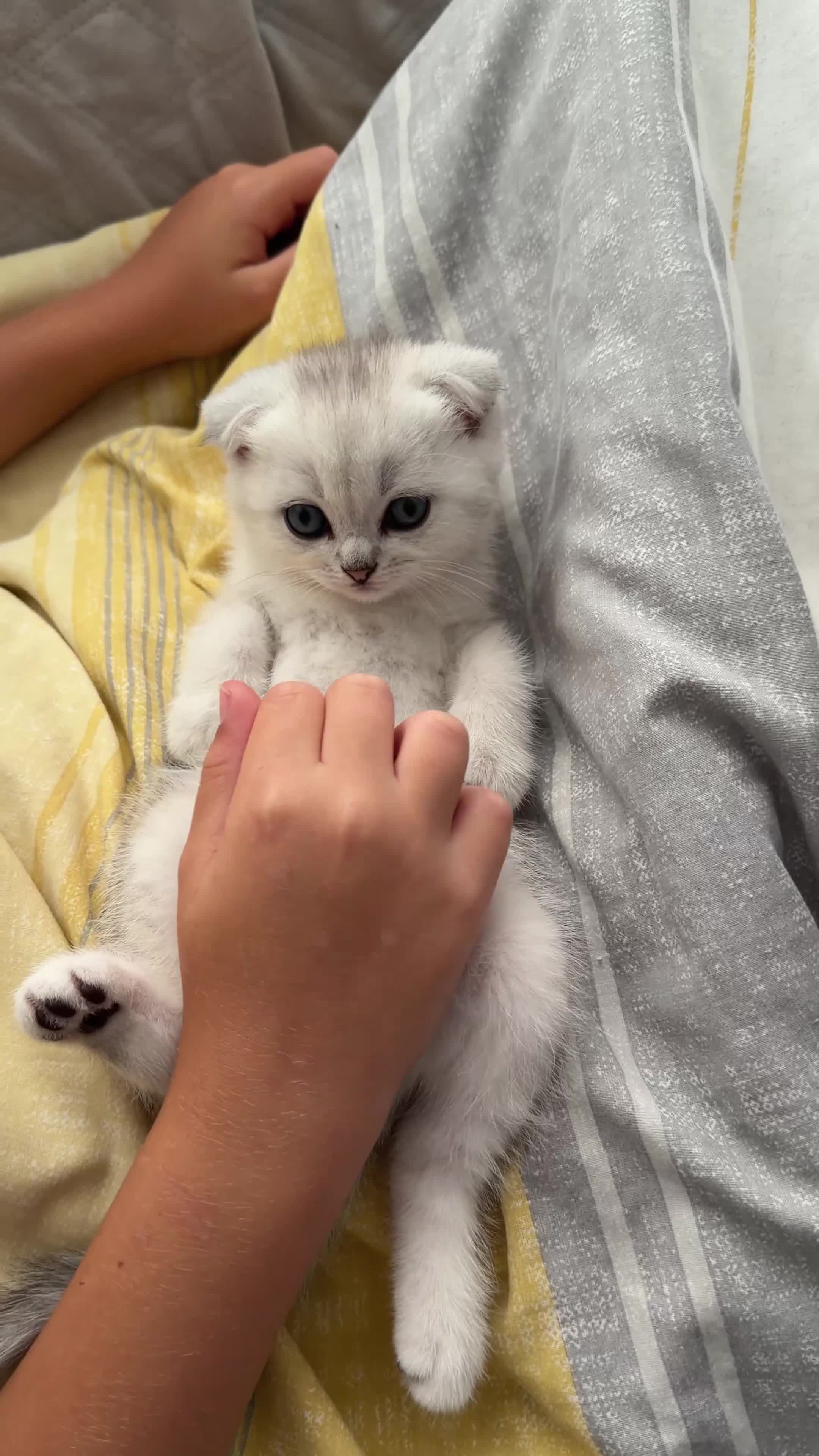 British Shorthair cats for sale: British Shorthair and Scottish Fold  - Video 2