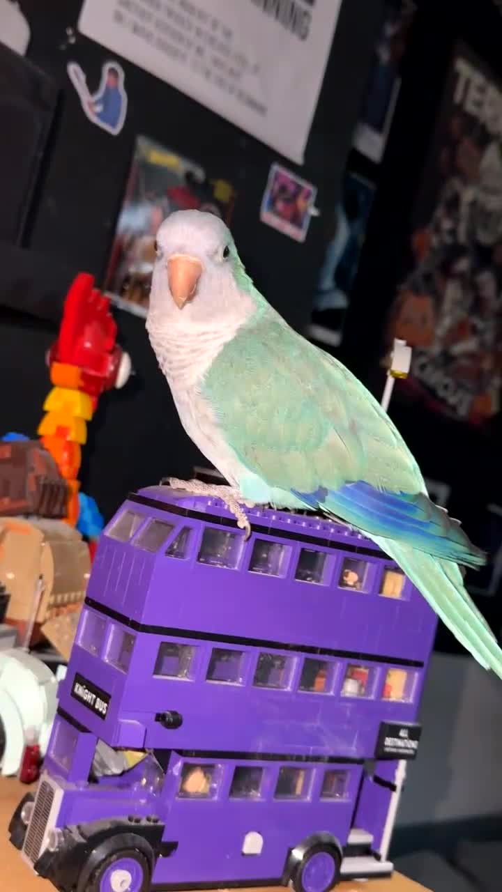Parrots birds for sale: Quaker Parrot  in Tranent - Video 3