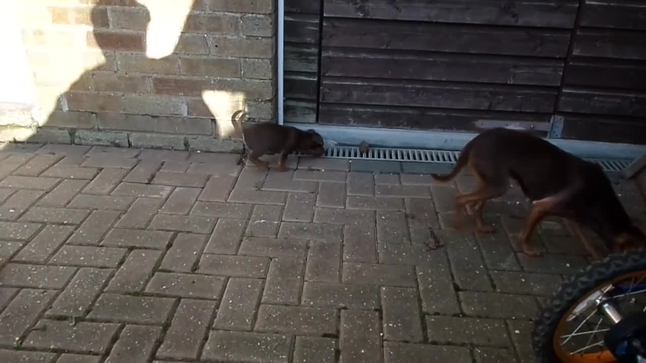 Jack Russell dogs for sale: SOLD Russell MUCH WENLOCK in STEVENAGE - Video 1