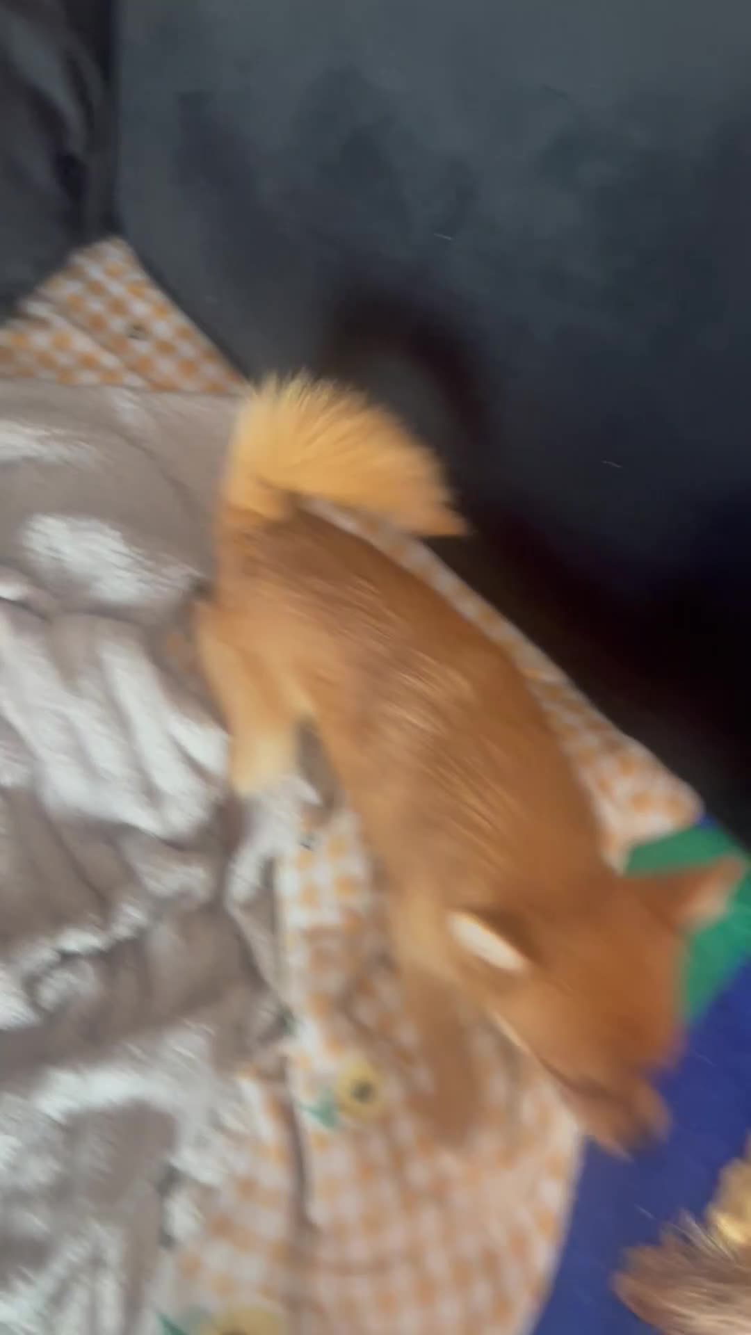 Mixed Breed dogs for sale: Pomchi chihuahua mix  - Video 2