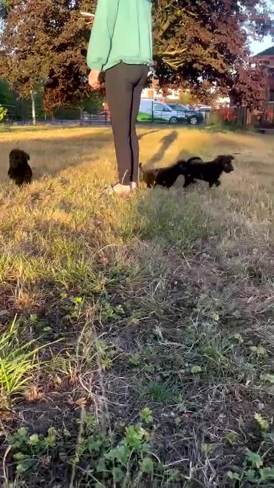 Jackapoo dogs for sale: Beautiful jackapoo puppies  - Video 1