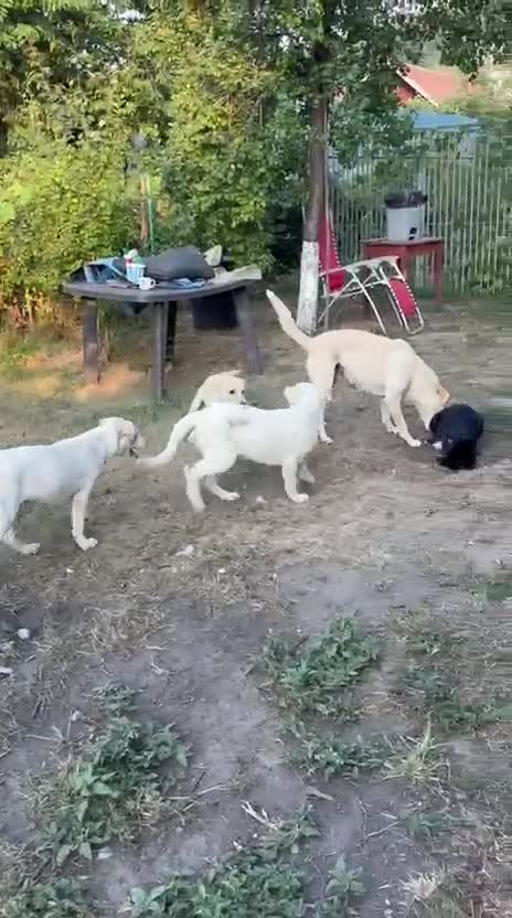 Mixed Breed dogs for adoption: 🤍 PIPER – The Big Baby Who Was Made for Cuddles❤️ - Video 2