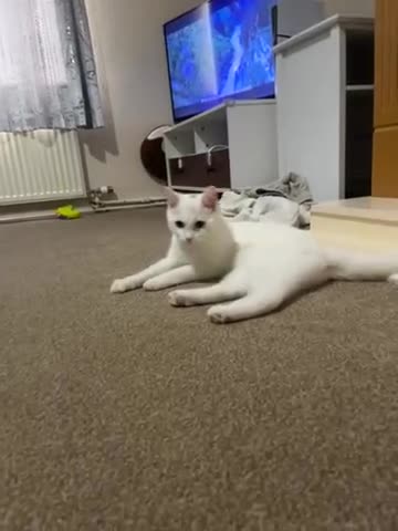 Turkish Angora cats for sale: Turkish angora  - Video 1